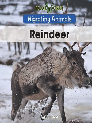 cover image of Reindeer
